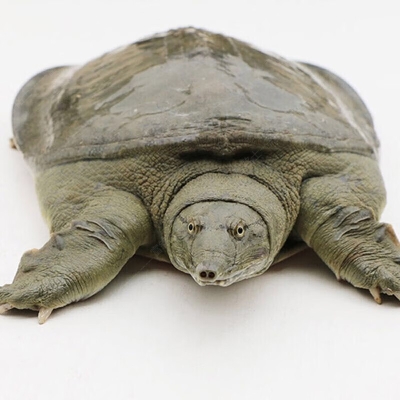 赤峰甲魚水產(chǎn)店地址電話號碼-第1張圖片