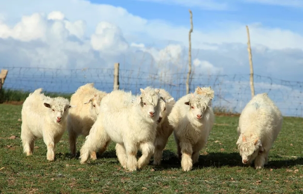赤峰市養(yǎng)羊基地-第1張圖片