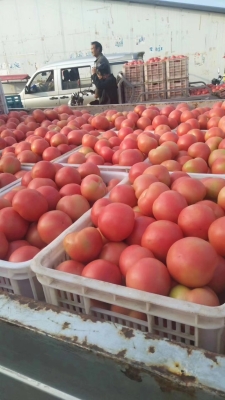 赤峰西紅柿包裝廠家電話號碼-第1張圖片