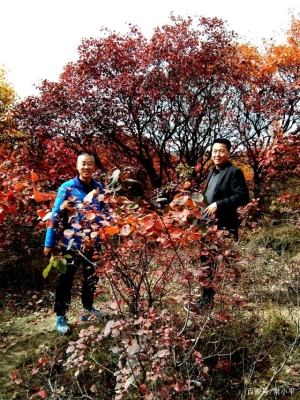 赤峰楓林花坊電話號碼多少-第1張圖片