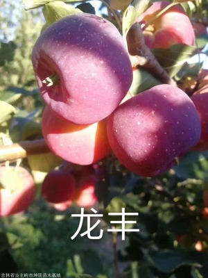 赤峰蘋果樹修剪電話地址查詢-第1張圖片