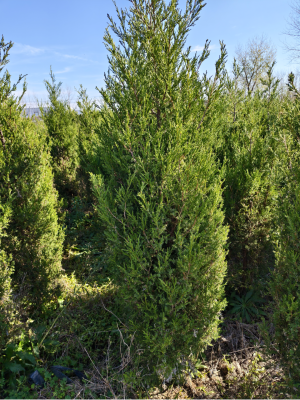 赤峰檜木團(tuán)購地址電話查詢號碼-第1張圖片
