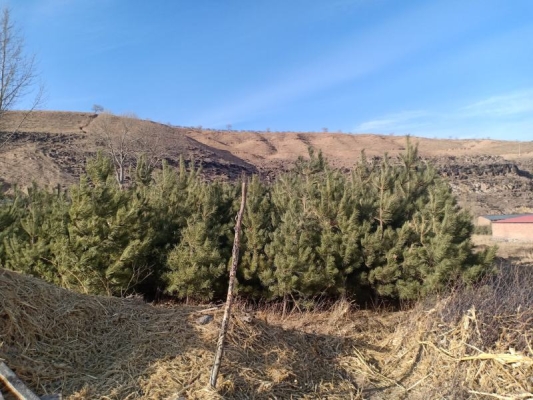 赤峰買賣松樹電話地址是多少號-第1張圖片