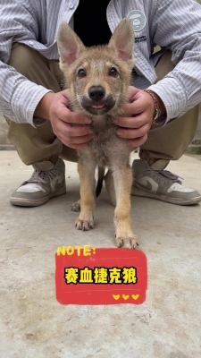 赤峰市獵狼犬出售電話號(hào)碼-第1張圖片