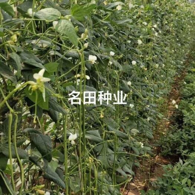 赤峰蕓豆種業(yè)招聘信息電話號(hào)碼-第1張圖片