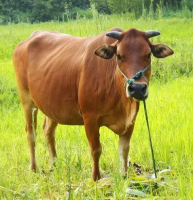 赤峰小牛犢廠家電話地址查詢-第1張圖片