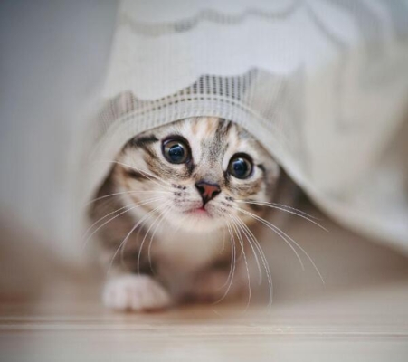 赤峰貓咪圖書館招聘電話號碼-第1張圖片