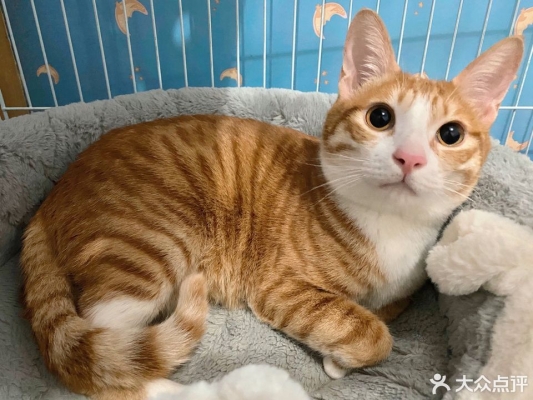 赤峰圣亞寵物醫(yī)院電話號(hào)碼-第1張圖片