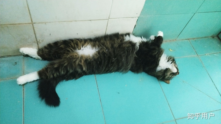 赤峰小土貓售賣店地址電話號(hào)碼-第1張圖片