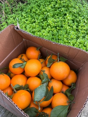 赤峰雨潤(rùn)果凍橙發(fā)市場(chǎng)電話號(hào)碼-第1張圖片