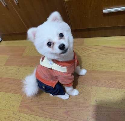 赤峰小祥寵物醫(yī)院電話號(hào)碼-第1張圖片