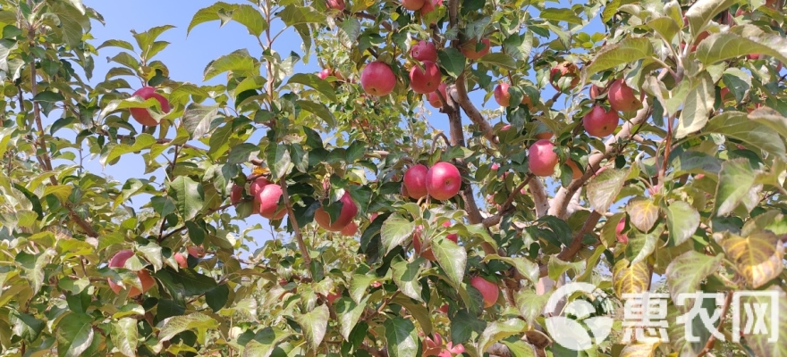 赤峰批發(fā)基地電話號碼多少-第1張圖片