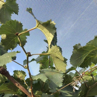 赤峰果園防雹網(wǎng)電話地址查詢(xún)-第1張圖片