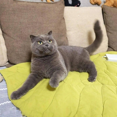 赤峰領(lǐng)養(yǎng)寵物貓地址電話查詢-第1張圖片