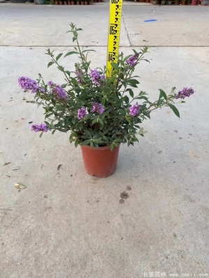 赤峰醉魚(yú)草批發(fā)電話號(hào)碼-第1張圖片