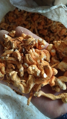 赤峰直立冬青批發(fā)電話-第1張圖片