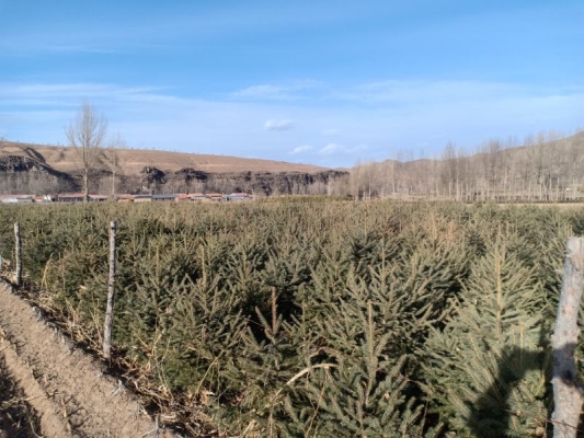 赤峰買(mǎi)賣(mài)松樹(shù)電話號(hào)碼多少號(hào)-第1張圖片