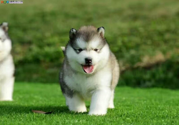 赤峰狗場聯(lián)系電話-第1張圖片