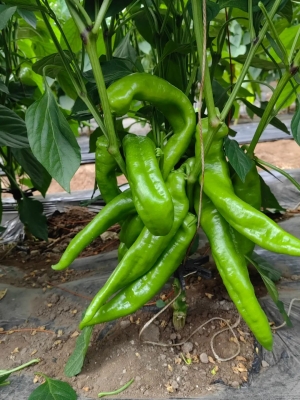 赤峰摘菜機(jī)廠家地址電話號(hào)碼-第1張圖片