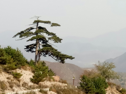 赤峰到南臺(tái)子順風(fēng)車電話號碼-第1張圖片