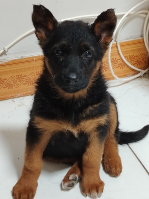 赤峰白德牧幼犬出售電話號碼-第1張圖片