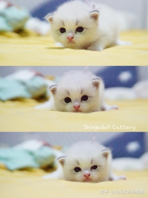 赤峰市閃閃貓舍電話(huà)號(hào)碼-第1張圖片