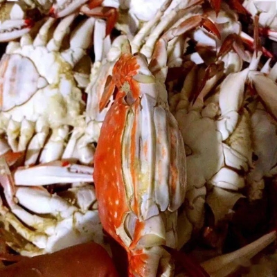 赤峰鳳城面包店電話地址查詢-第1張圖片