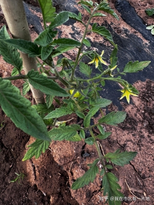 赤峰共享菜園電話多少啊-第1張圖片