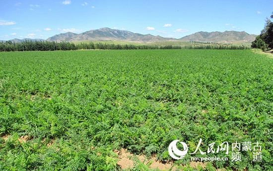赤峰種植基地電話多少號(hào)-第1張圖片