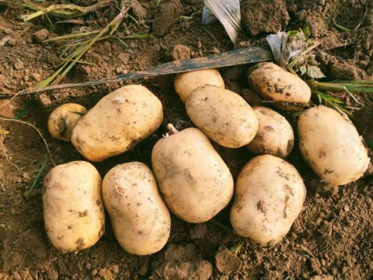 赤峰附近回收土豆電話是多少號-第1張圖片