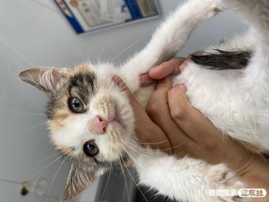 赤峰寵物店出售貓咪電話號碼-第1張圖片