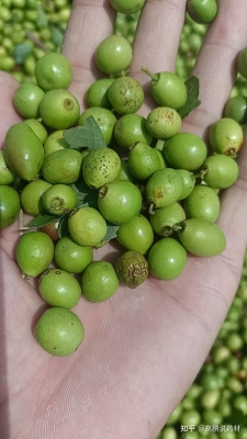 赤峰市寧城酸棗收購(gòu)電話號(hào)碼-第1張圖片