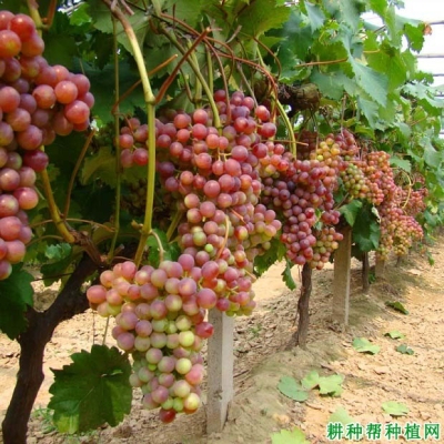 赤峰同城送葡萄電話號碼查詢-第1張圖片