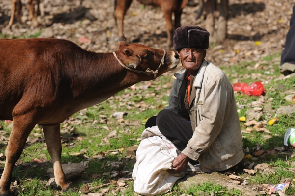 赤峰牲畜交易聯(lián)系人電話查詢-第1張圖片