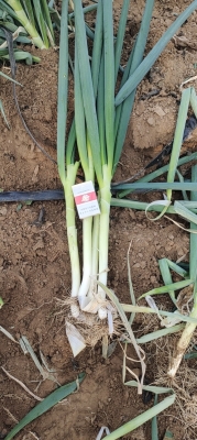 赤峰烏發(fā)批發(fā)市場電話號(hào)碼-第1張圖片