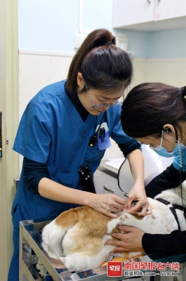 赤峰寵物針灸店電話多少號(hào)-第1張圖片