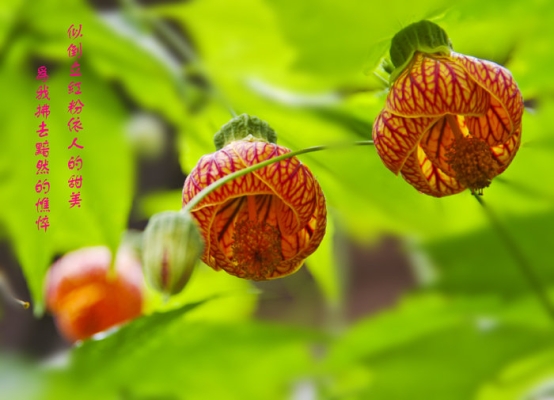 赤峰紅粉燈籠餐飲店電話號(hào)碼-第1張圖片