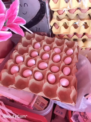 赤峰賣鴿子蛋電話地址在哪里-第1張圖片