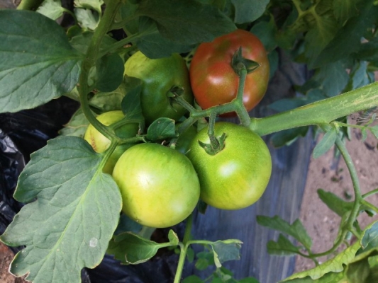 赤峰寧城草莓柿子采摘園電話號(hào)碼-第1張圖片