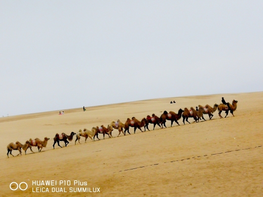 赤峰駱駝酒廠電話(huà)地址是多少號(hào)-第1張圖片