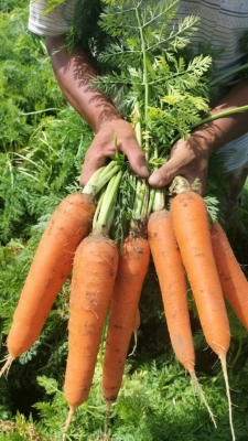 赤峰賣胡蘿卜的地方電話號碼-第1張圖片