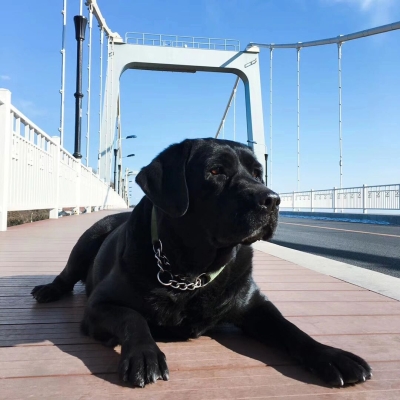 赤峰狗子寄養(yǎng)電話號碼多少號-第1張圖片