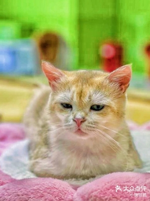 赤峰寵悅萌寵酒店電話號(hào)碼-第1張圖片