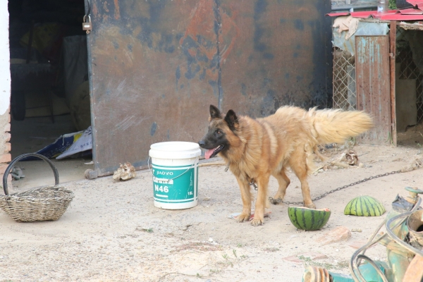 赤峰農村賣狗電話號碼-第1張圖片