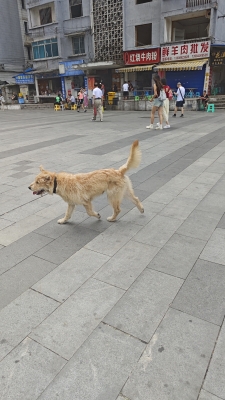 赤峰錦山狗場(chǎng)電話號(hào)碼多少-第1張圖片