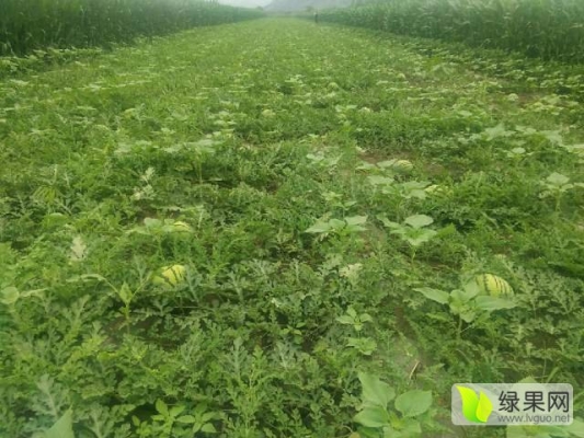 赤峰小磊西瓜代收電話號碼-第1張圖片