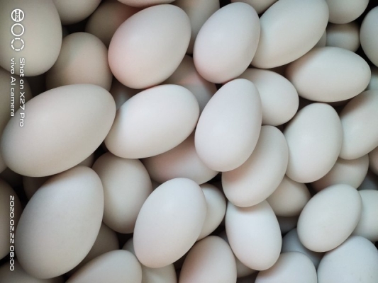 赤峰大鵝 金九店電話號碼-第1張圖片