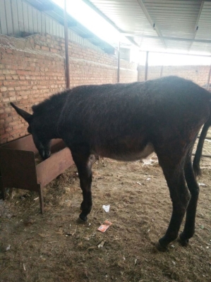 赤峰養(yǎng)驢代購(gòu)電話是多少號(hào)-第1張圖片