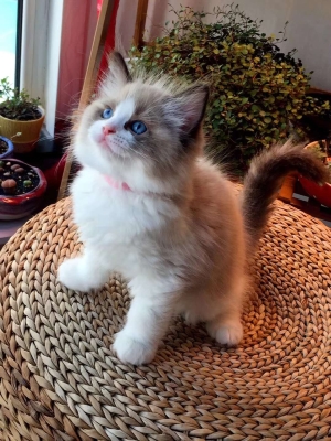 赤峰寵物貓咪布偶店電話號碼-第1張圖片