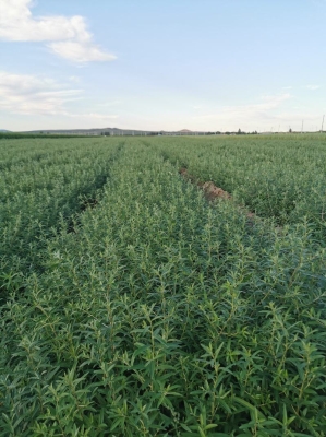 赤峰大型夏堇批發(fā)電話地址-第1張圖片